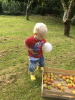 zur Apfelernte in Papas Garten